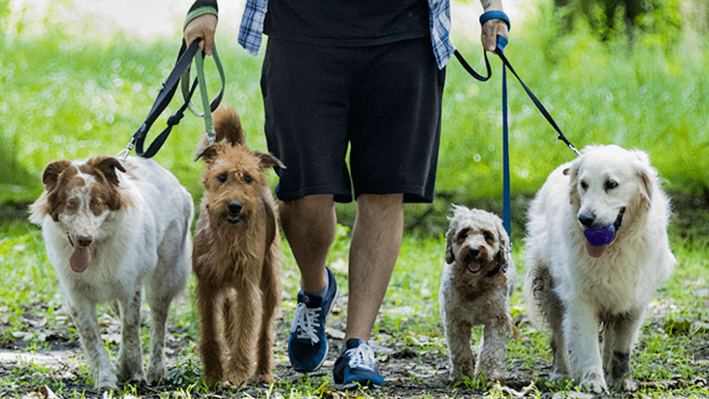 Dog walking Islington