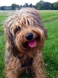 Puppy Sitter London
