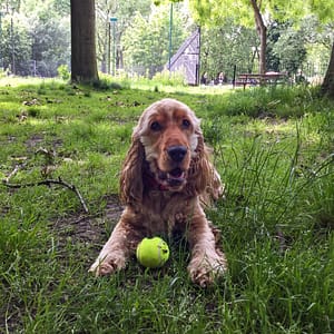 Dog Walking Islington