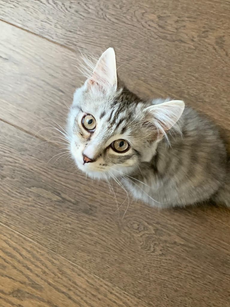Cat Sitter Ealing