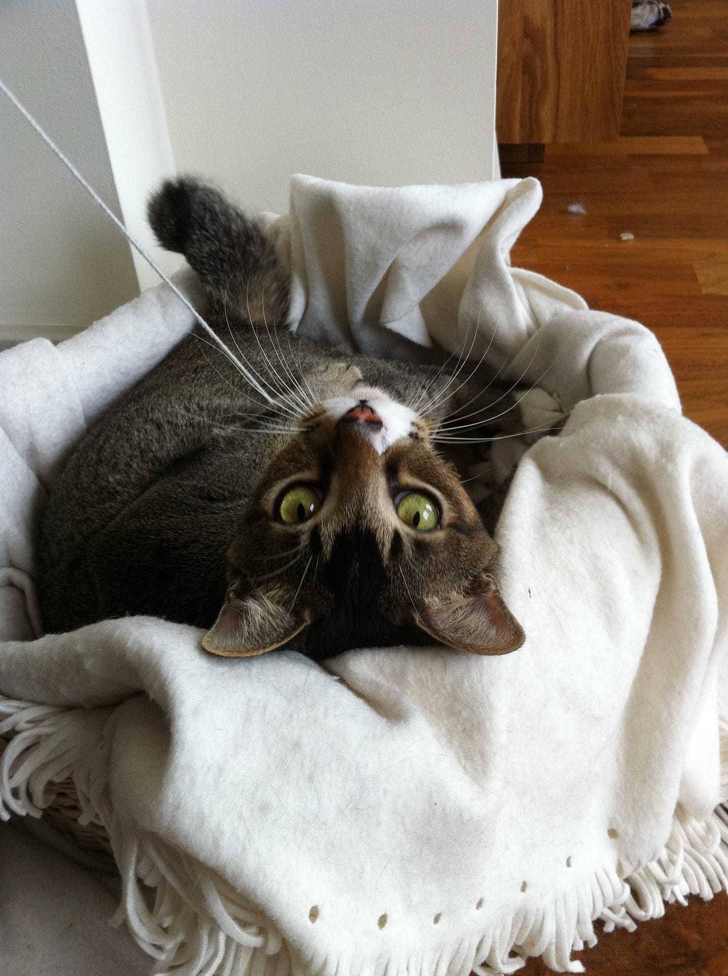 Cat-Sitter-Whitstable-4
